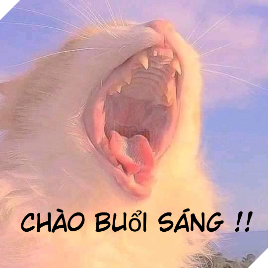 Tổng hợp các meme mèo siêu dễ thương mà bạn nên có trong máy tính