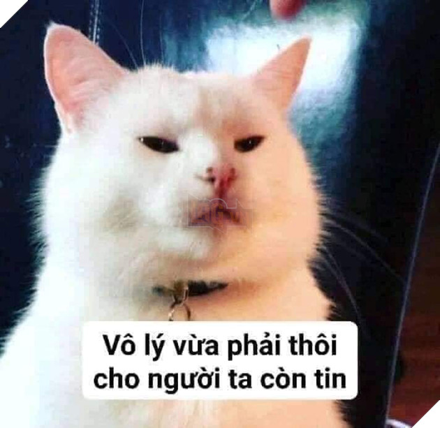 Tổng hợp các meme mèo siêu dễ thương mà bạn nên có trong máy tính