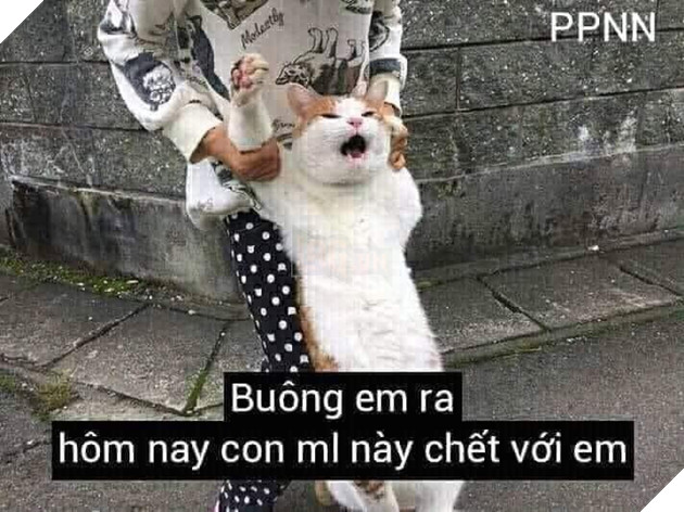 Tổng hợp các meme mèo siêu dễ thương mà bạn nên có trong máy tính