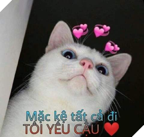 Tổng hợp các meme mèo siêu dễ thương mà bạn nên có trong máy tính