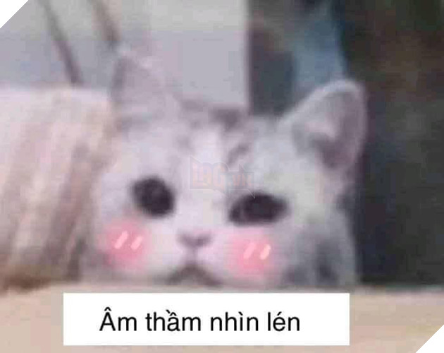 Tổng hợp các meme mèo siêu dễ thương mà bạn nên có trong máy tính