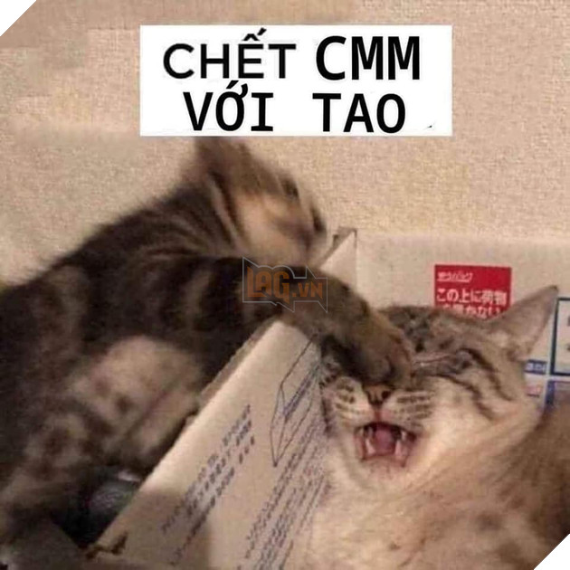 Tổng hợp các meme mèo siêu dễ thương mà bạn nên có trong máy tính