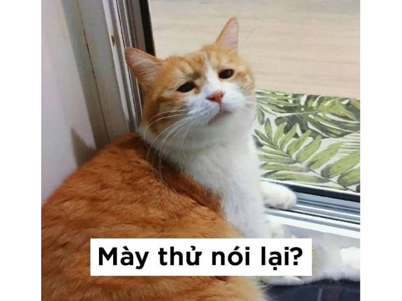 Tổng hợp meme mèo bựa, meme mèo cute cực dễ thương - Coolmate