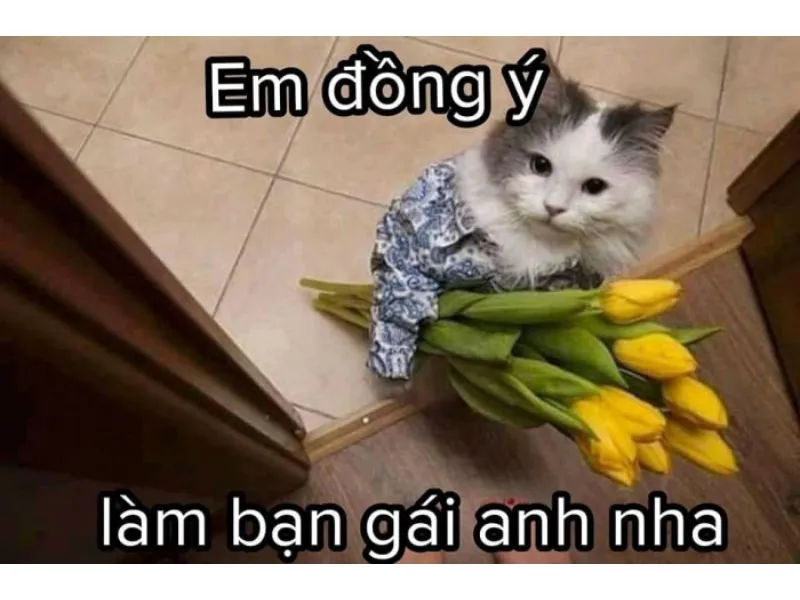 Tổng hợp meme mèo bựa, meme mèo cute cực dễ thương - Coolmate