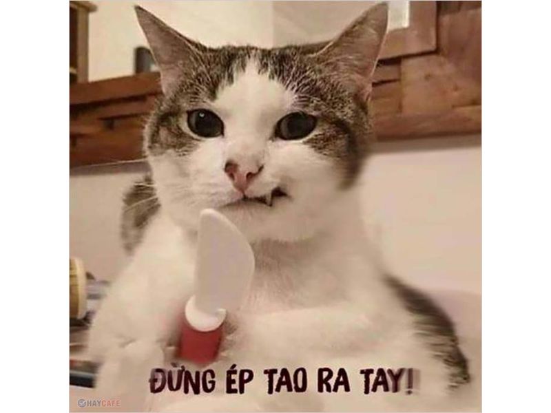 Tổng hợp meme mèo bựa, meme mèo cute cực dễ thương - Coolmate