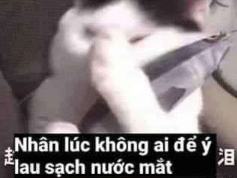 Tải ngay 100+ hình ảnh con mèo khóc meme hài hước, dễ thương