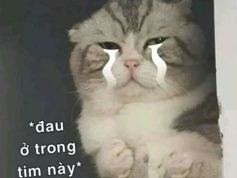 Tải ngay 100+ hình ảnh con mèo khóc meme hài hước, dễ thương