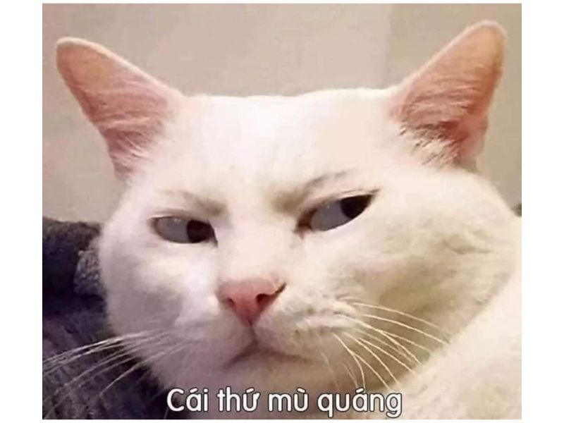 Tổng hợp meme mèo bựa, meme mèo cute cực dễ thương - Coolmate