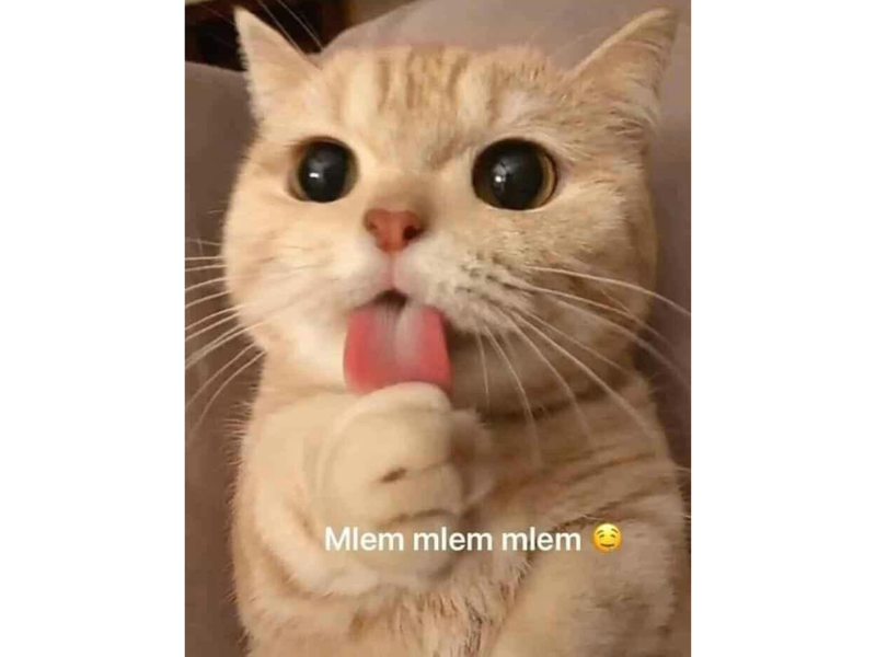 Tổng hợp meme mèo bựa, meme mèo cute cực dễ thương - Coolmate