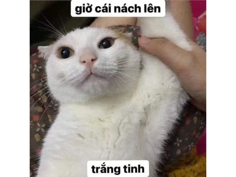 Tổng hợp meme mèo bựa, meme mèo cute cực dễ thương - Coolmate