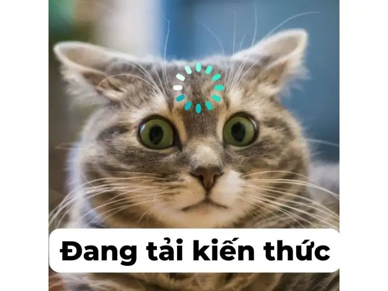 Tổng hợp meme mèo bựa, meme mèo cute cực dễ thương - Coolmate