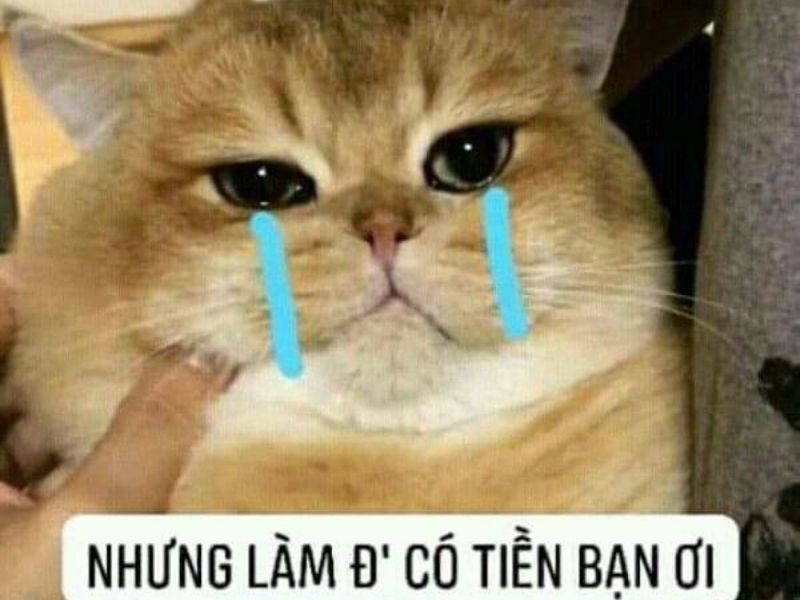 Tải ngay 100+ hình ảnh con mèo khóc meme hài hước, dễ thương