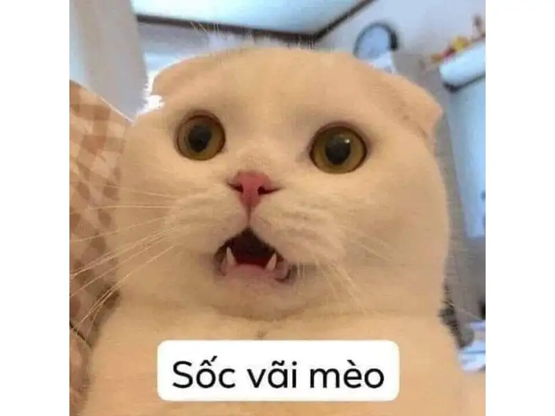 Tổng hợp meme mèo bựa, meme mèo cute cực dễ thương - Coolmate