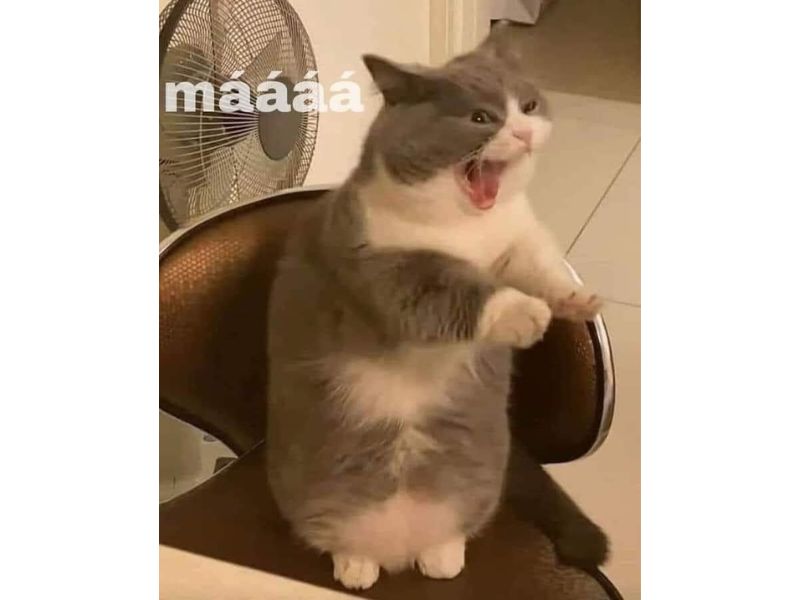 Tổng hợp meme mèo bựa, meme mèo cute cực dễ thương - Coolmate