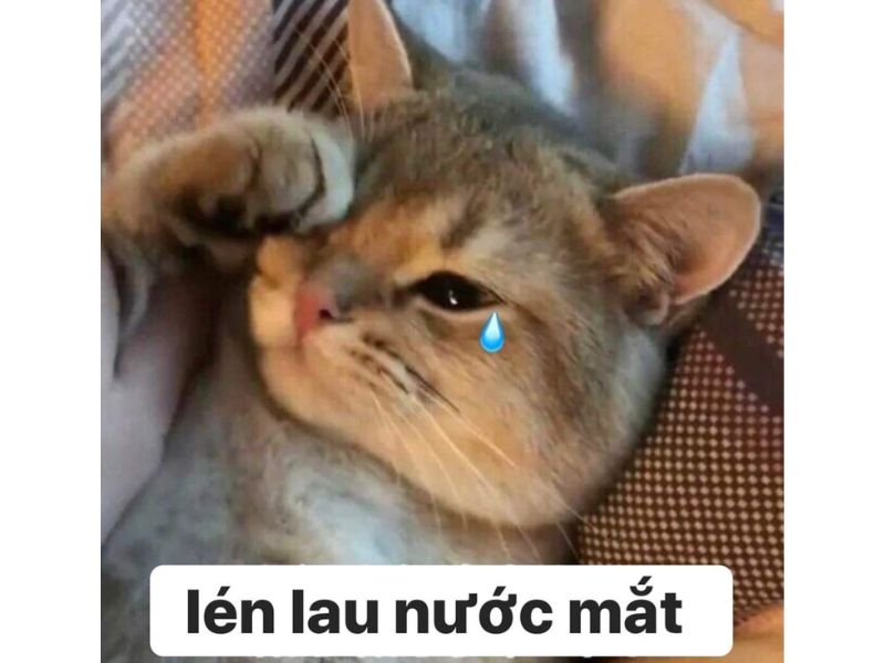 Tổng hợp meme mèo bựa, meme mèo cute cực dễ thương - Coolmate