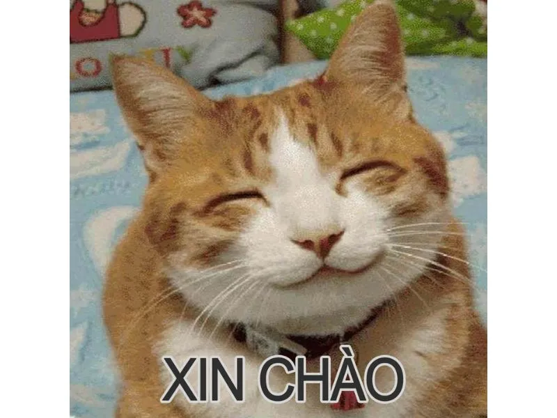 Tổng hợp meme mèo bựa, meme mèo cute cực dễ thương - Coolmate