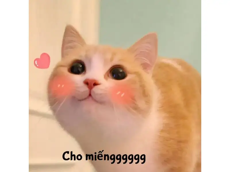 Tổng hợp meme mèo bựa, meme mèo cute cực dễ thương - Coolmate