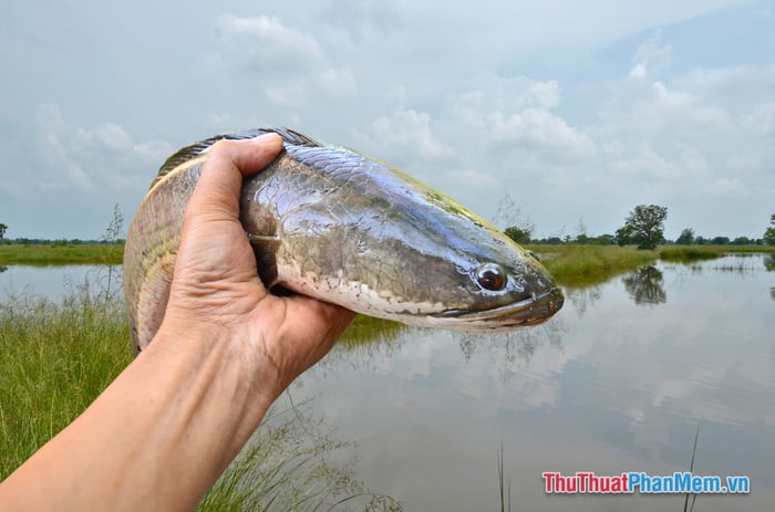 Mơ thấy nắm bắt cá là điềm gì? Số may mắn là bao nhiêu? Tốt hay xấu?