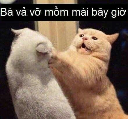 Tổng hợp meme đánh nhau vui vẻ và hài hước