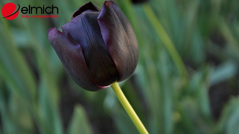 Bật mí ý nghĩa và nguồn gốc của mỗi loại hoa tulip