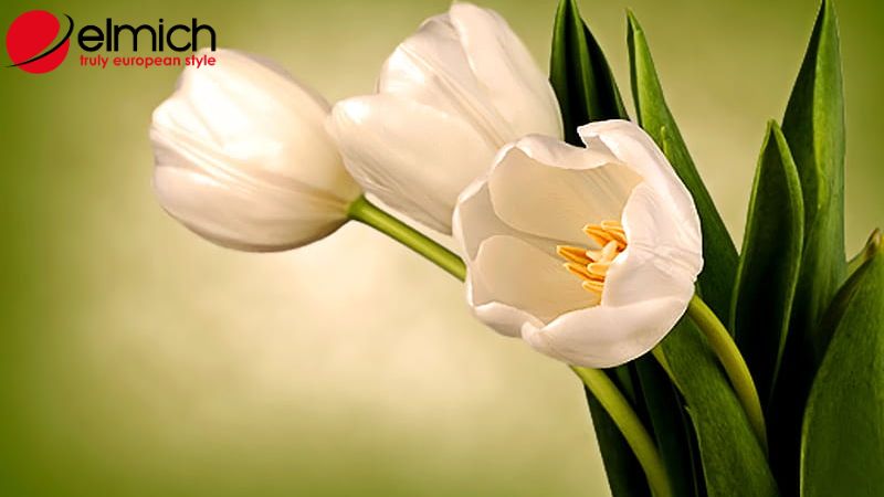 Bật mí ý nghĩa và nguồn gốc của mỗi loại hoa tulip