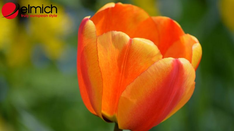 Bật mí ý nghĩa và nguồn gốc của mỗi loại hoa tulip