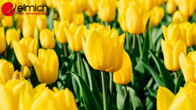 Bật mí ý nghĩa và nguồn gốc của mỗi loại hoa tulip