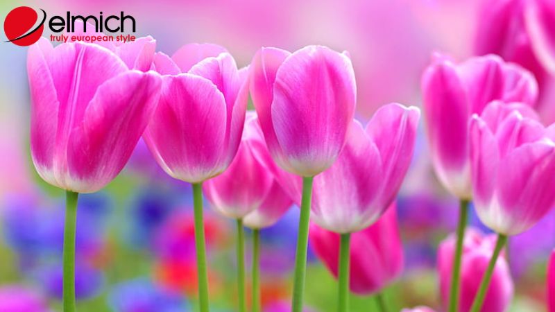 Bật mí ý nghĩa và nguồn gốc của mỗi loại hoa tulip