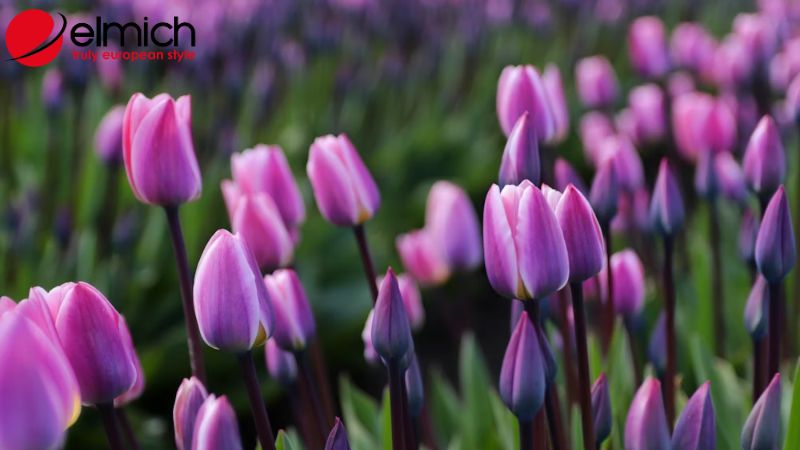 Bật mí ý nghĩa và nguồn gốc của mỗi loại hoa tulip