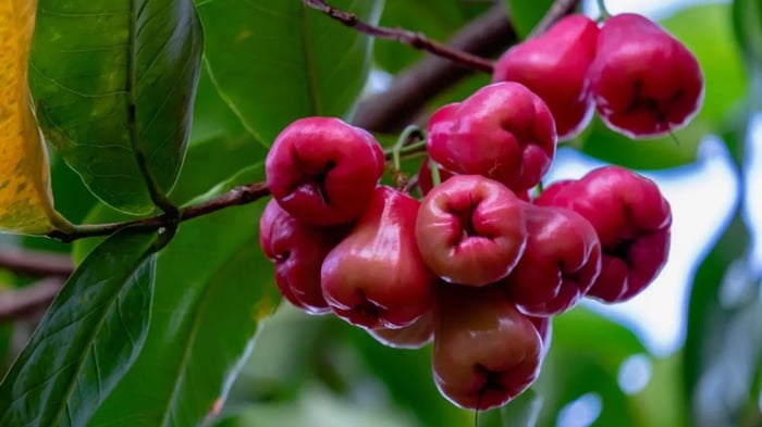 100g Mận có bao nhiêu calo? Ăn mận có tăng cân không?