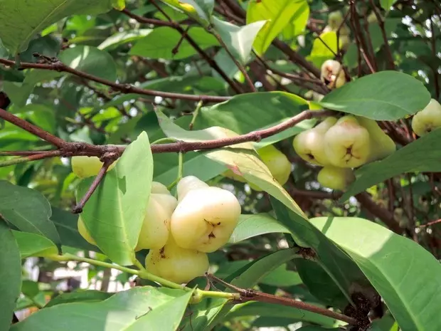 Loại quả Việt Nam ít coi trọng, sang Thái Lan thành 'của ngon vật lạ'