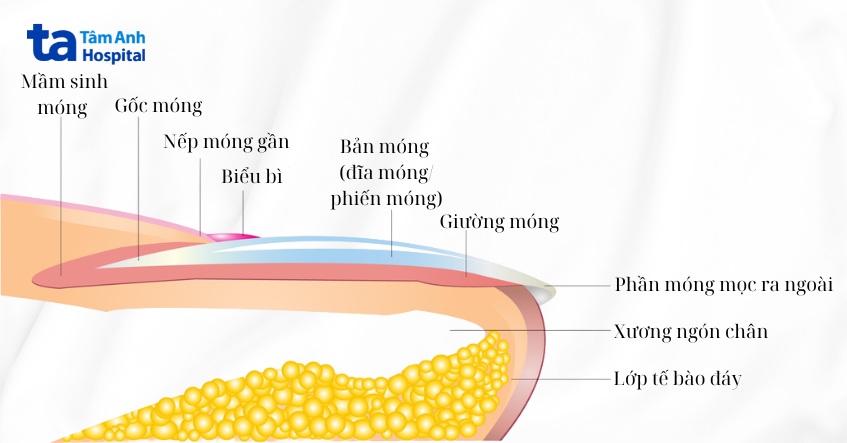 Móng chân: Cấu tạo, vị trí, chức năng và bệnh lý thường gặp