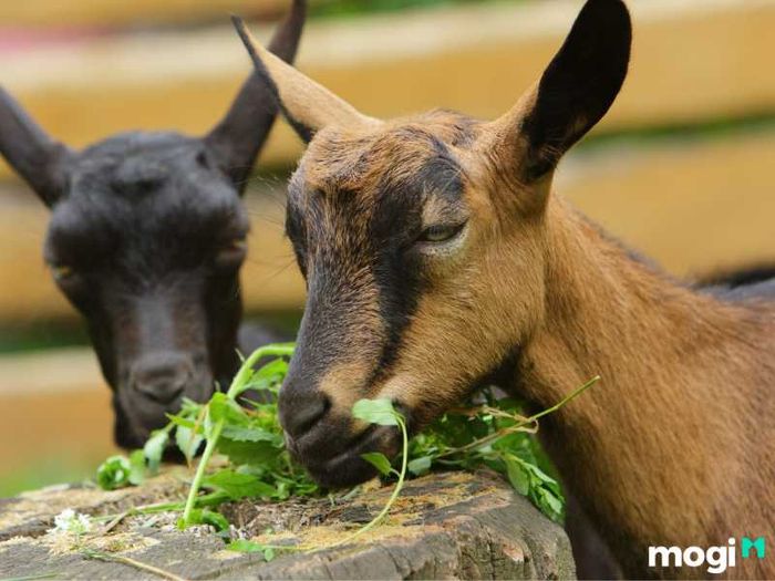 Giờ Tý là mấy giờ? Những người sinh vào giờ Tý sẽ có vận mệnh như thế nào, sướng hay khổ?