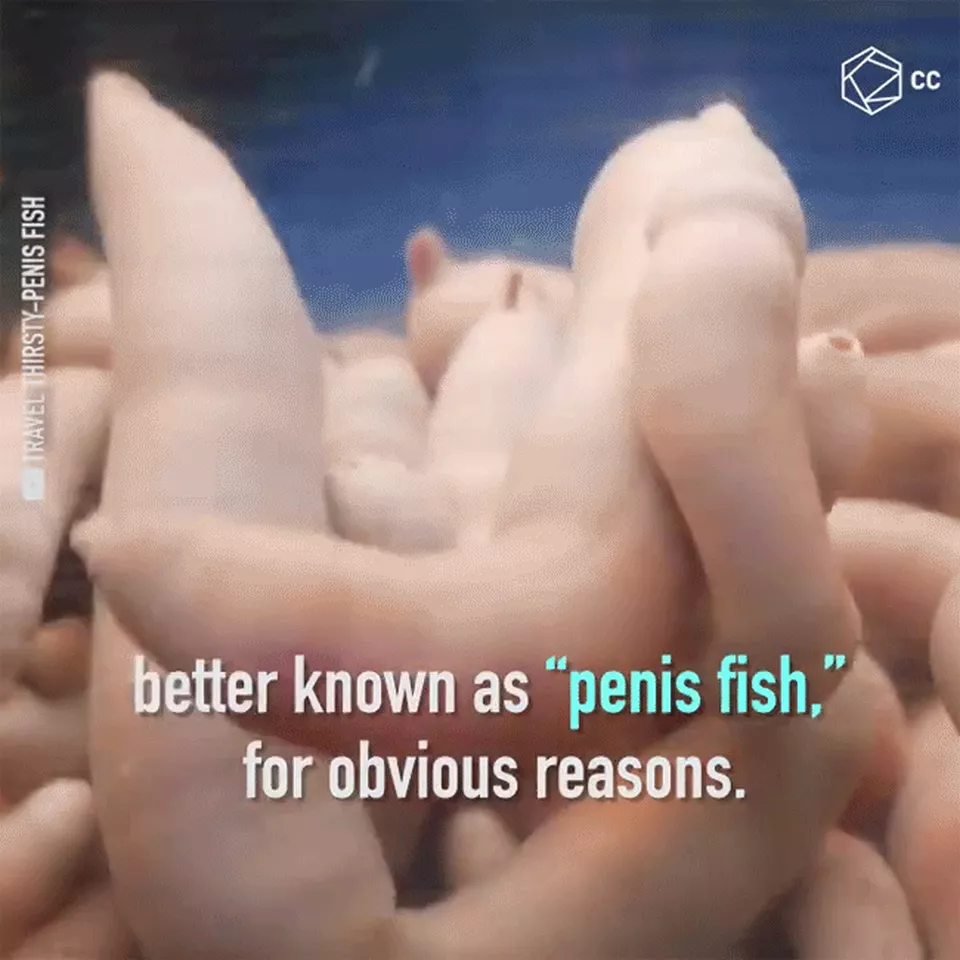 5 món đặc sản có hình dáng nhạy cảm, khiến thực khách đỏ mặt khi nếm thử